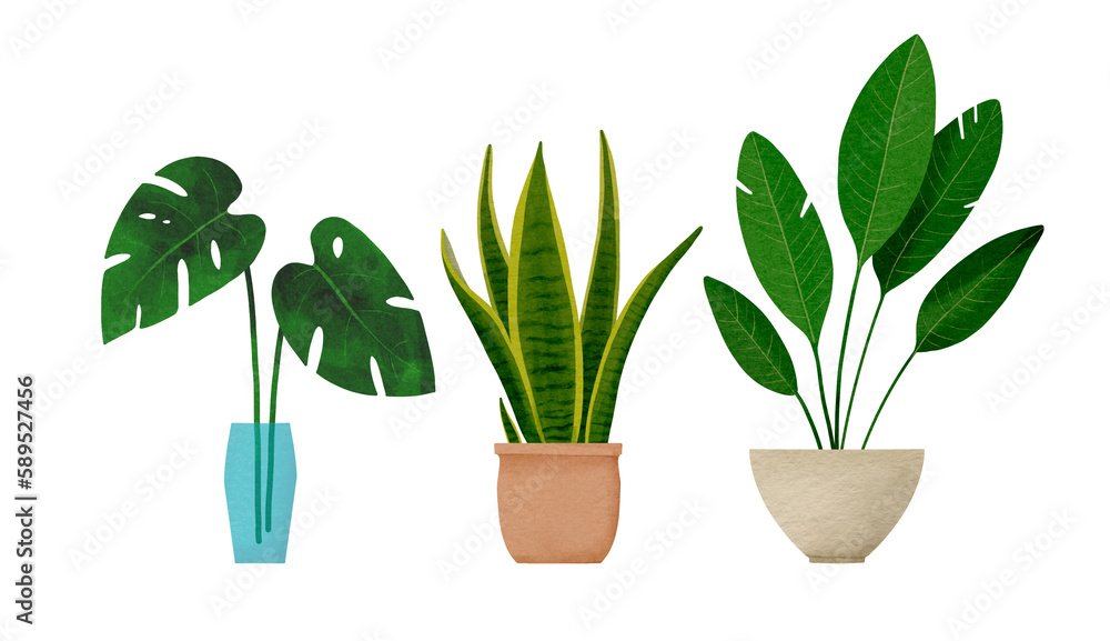 Set of tropical houseplants Bird Of Paradise Tree, Snake Plant Laurentii; Monstera. Digital watercolor Set of tropical houseplants Bird Of Paradise Tree, Snake Plant Laurentii; Monstera. Digital watercolor