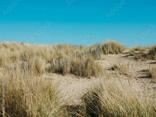 Dried grass in sand