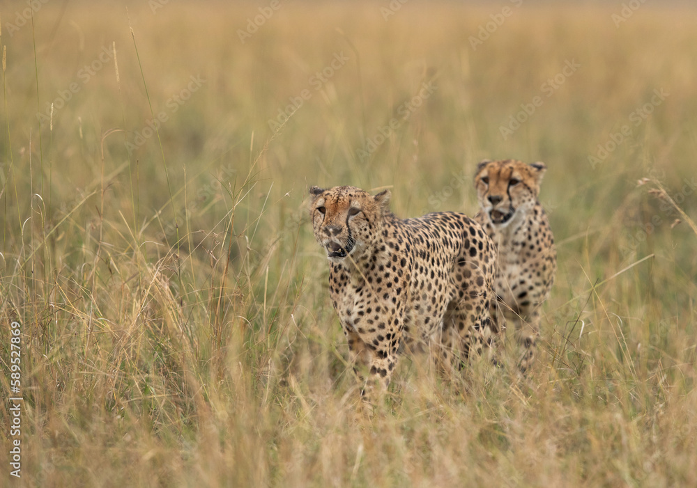 Naklejka premium Cheetahs walking in the mid of tall grasses, Masai Mara