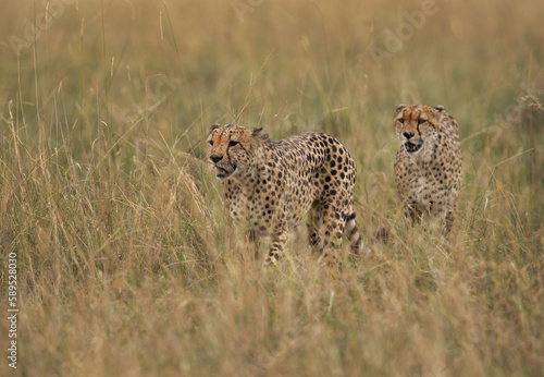 Closeup of a pair of Cheetah walking in the mid of tall grasses, Masai Mara