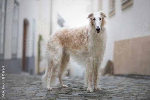 Quadro su tela white dog Borzoi or Russian Hunting Sighthound  looking at the camera