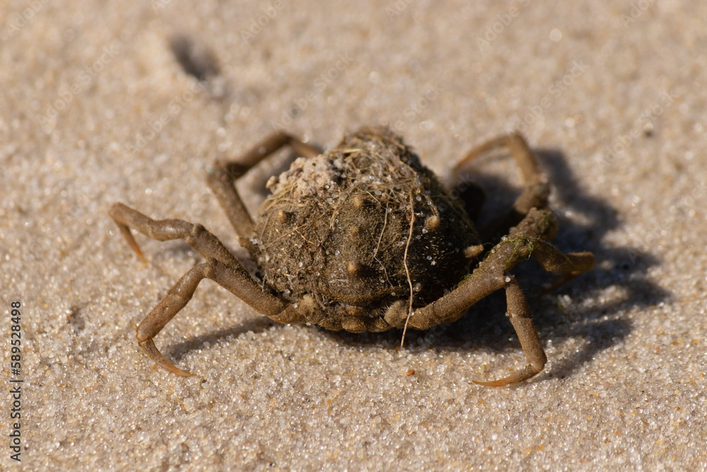 This cute little spider crab was washed up on the beach when I took the picture. Bits of sand stuck on his body. A little bit of debris stuck on his head. This creature was left stranded by the surf. This cute little spider crab was washed up on the beach when I took the picture. Bits of sand stuck on his body. A little bit of debris stuck on his head. This creature was left stranded by the surf.