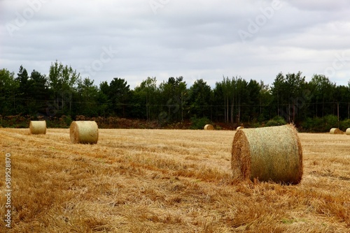 Bales of hay on an agricultural field near Edinburgh Scotland 