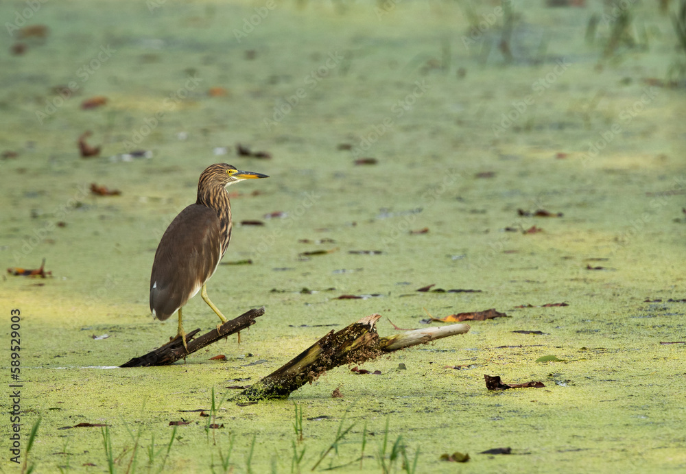 Indian pond heron on green at Keoladeo Ghana National Park, Bharatpur, India Indian pond heron on green at Keoladeo Ghana National Park, Bharatpur, India