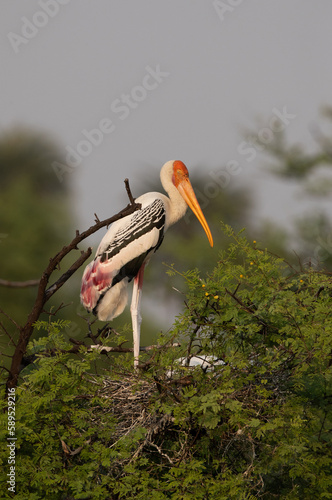 Painted stork gurading its chick at Keoladeo Ghana National Park, Bharatpur, India photo