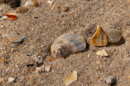 I loved the look of these broken seashells on the beach with the tiny stones. They broke apart from the rough surf battering them to the sand. The shiny look of them is from still being wet.