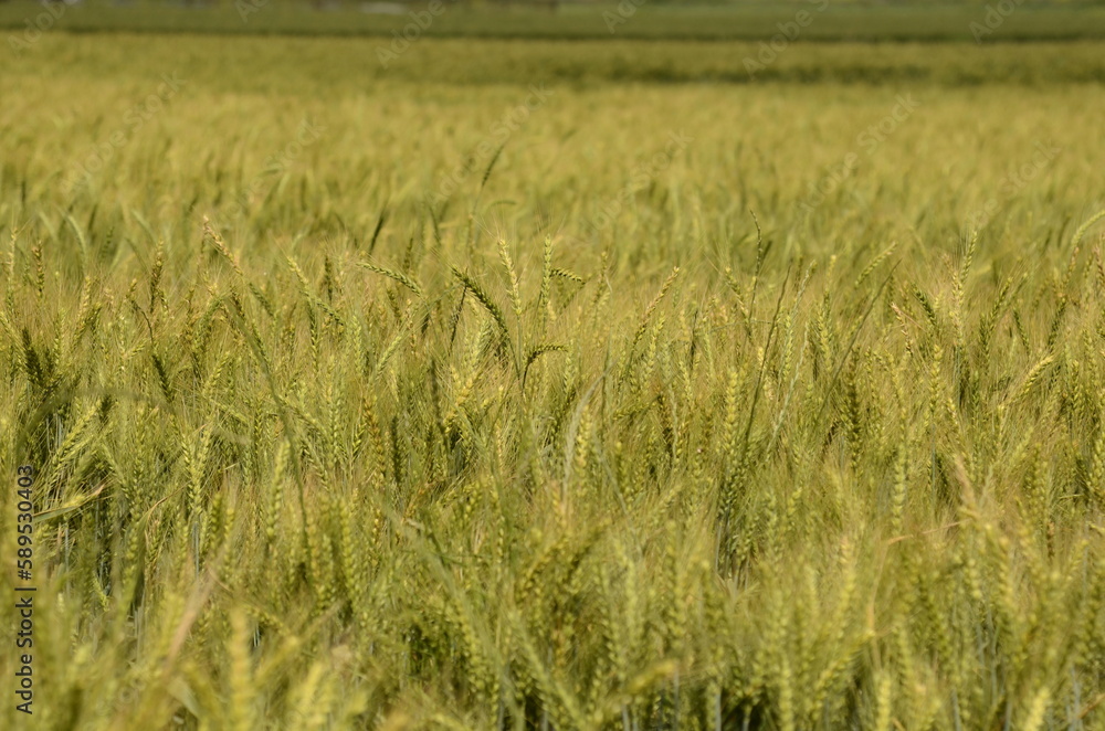 Young green wheat in the field. Green and pale yellow ears of wheat. Freekeh Young green wheat in the field. Green and pale yellow ears of wheat. Freekeh