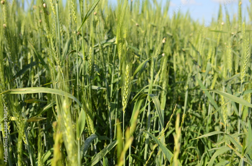 Young green wheat in the field. Green and pale yellow ears of wheat. Freekeh Young green wheat in the field. Green and pale yellow ears of wheat. Freekeh