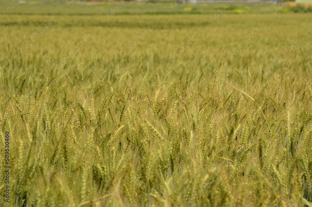 Young green wheat in the field. Green and pale yellow ears of wheat. Freekeh Young green wheat in the field. Green and pale yellow ears of wheat. Freekeh