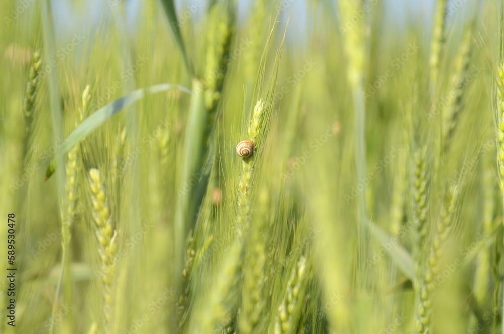 Young green wheat in the field. Green and pale yellow ears of wheat. Freekeh Young green wheat in the field. Green and pale yellow ears of wheat. Freekeh