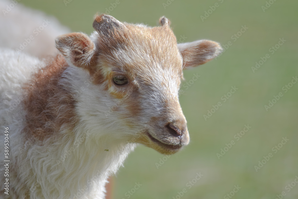 Fototapeta premium Adorable little white and brown newborn lamb
