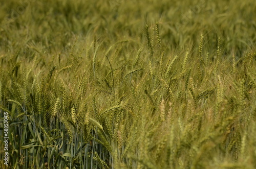 Young green wheat in the field. Green and pale yellow ears of wheat. Freekeh photo