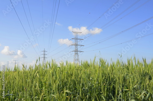 Young green wheat in the field. Green and pale yellow ears of wheat. Freekeh