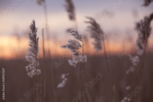 Reeds at sunset.
