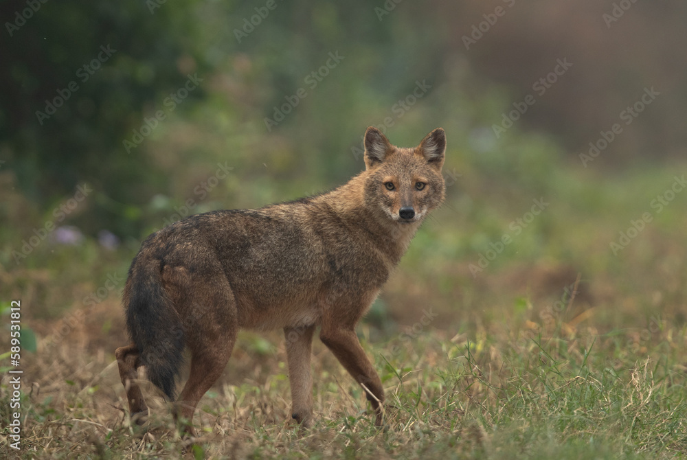 Naklejka premium Portrait of a Golden jackal in the morning hours at Keoladeo Ghana National Park, Bharatpur, India
