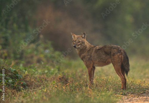 Portrait of a Golden jackal in the morning hours at Keoladeo Ghana National Park  Bharatpur  India