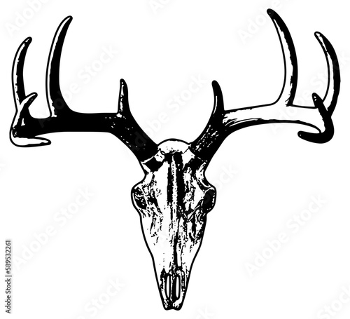 deer skull