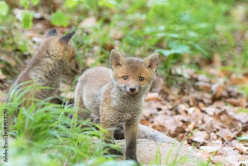 Fuchswelpen am Fuchsbau