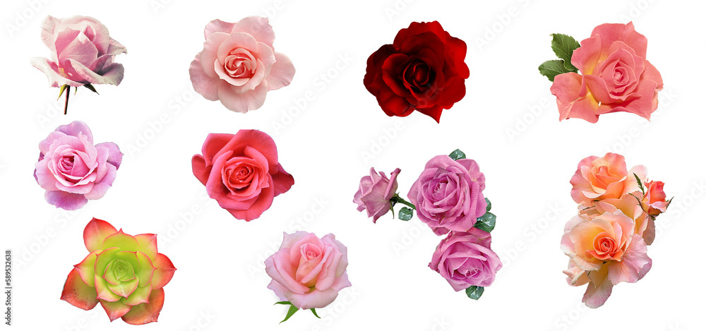 Assorted pink roses on transparent PNG background. Flatlay top view of rose flowers. Floral graphic resources Assorted pink roses on transparent PNG background. Flatlay top view of rose flowers. Floral graphic resources
