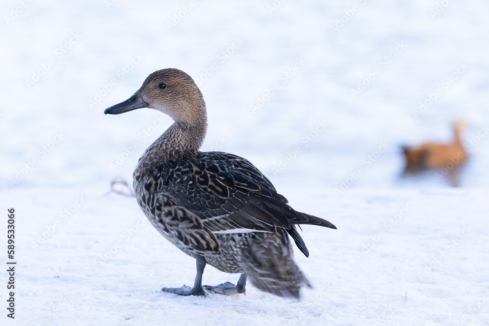 Female Northern pintail standing in the snow Female Northern pintail standing in the snow