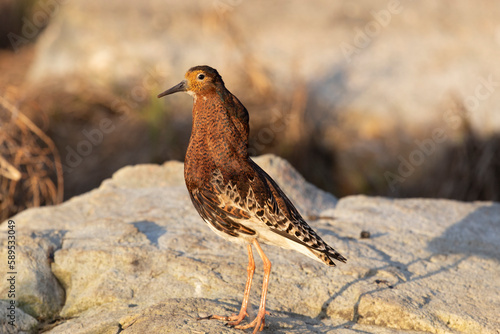 Wallpaper Mural Male Ruff (bird) in breeding plumage stands on the shore of the lake Torontodigital.ca