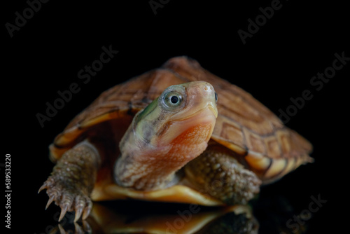 yellow pond turtle (Mauremys mutica)