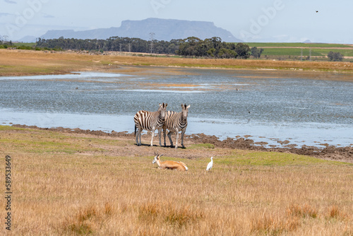 Zebras