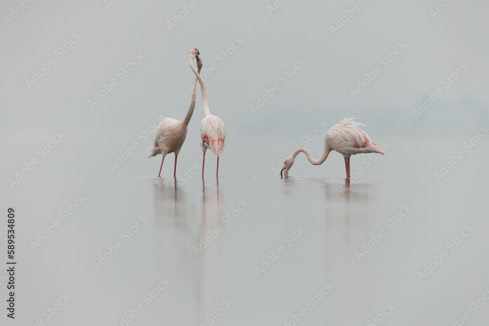 Greater Flamingos territory fight in the early morning hours at Eker creek, Bahrain