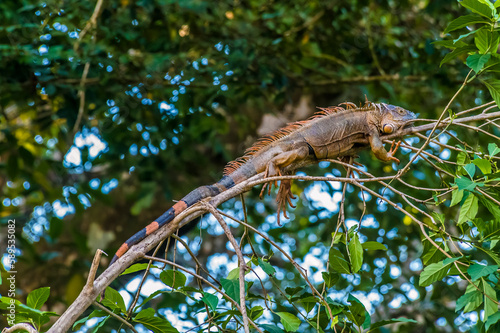 A view of a male iguana in a tree at Tortuguero in Costa Rica during the dry season