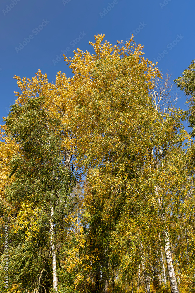 Fototapeta premium Yellowing birch foliage in October