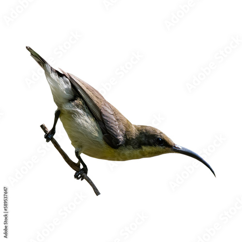 beautiful female loten's sunbird with a long curved beak and also called cinnyris lotenius isolated.