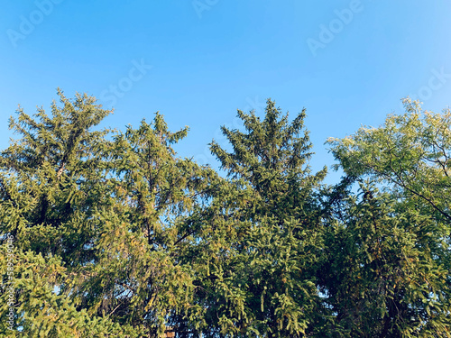 Tree tops against blue sky