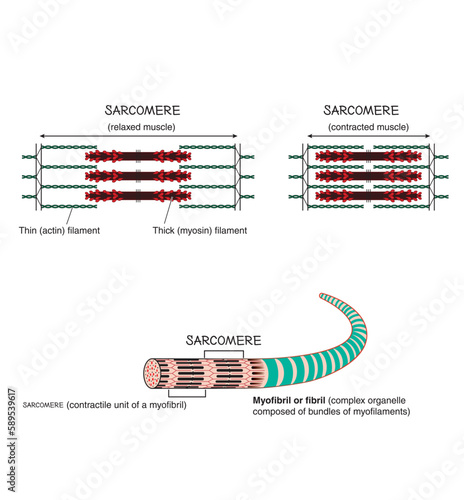 Detail of a muscle sarcomere showing thin and thick filaments and mechanism of mechanical contraction photo