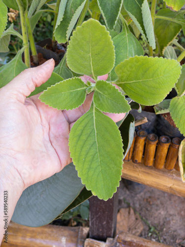 Textured leaves of Coleus barbatus also called boldo brasileiro,  boldo gaucho, boldo-da-terra and boldo-de-jardim. Used to make tea and medicinal products.