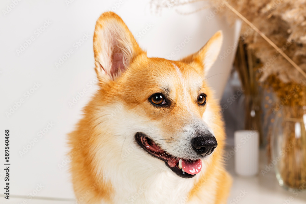 Close-up portrait of a perfect young Welsh Corgi dog.