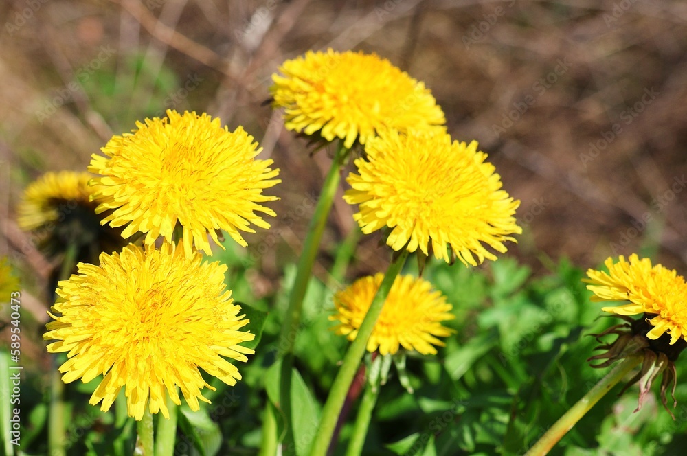 Yellow dandelions in close-up. Taraxacum officinale . Selective focus. Yellow dandelions in close-up. Taraxacum officinale . Selective focus.