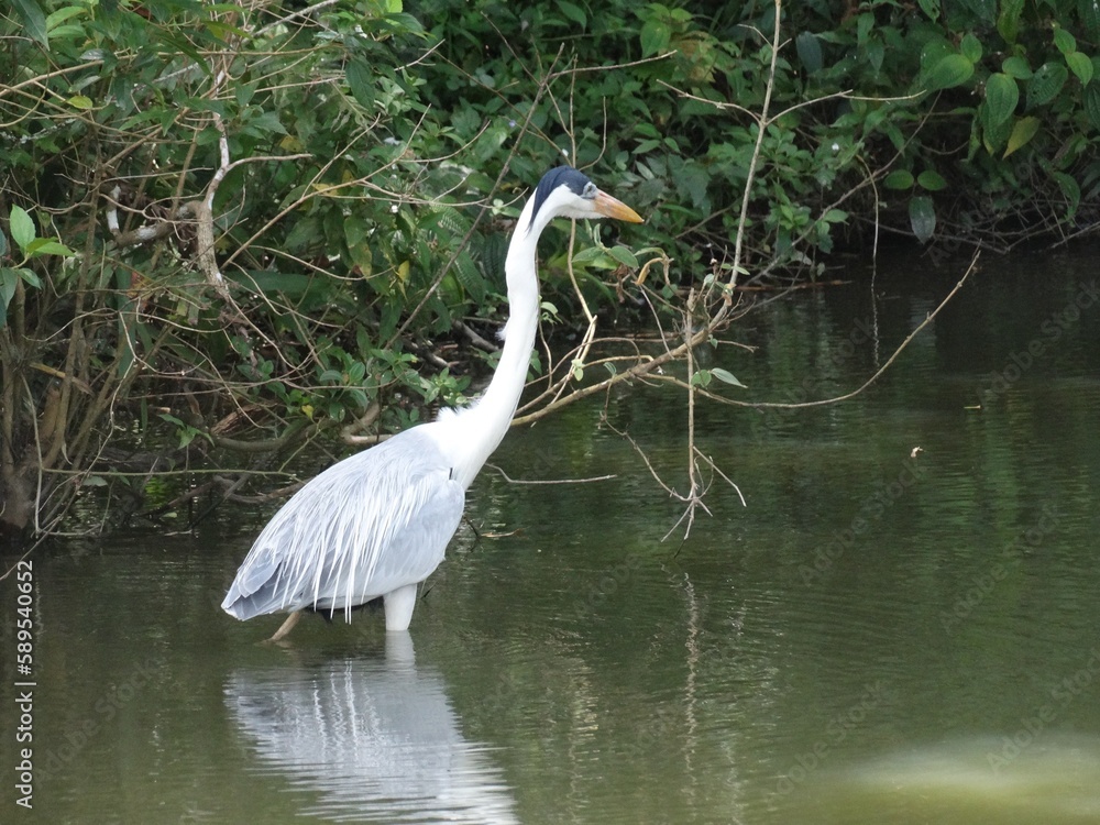 great white heron great white heron