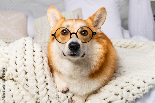 Charming Welsh Corgi in round glasses lies on a bed, on a comfy blanket looking at the camera. © Georgi