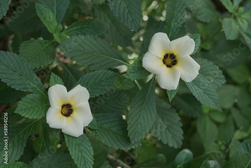 The flower is known by the common names white buttercup, yolanda flower, eight o'clock flower.