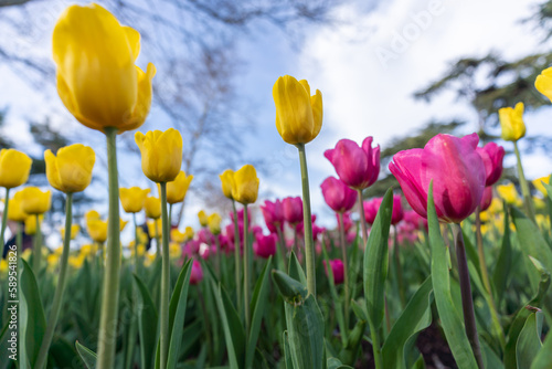 Tulips in a flower bed  yellow and pink flowers against the sky and trees  spring flowers.
