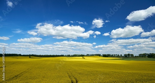 Fototapeta Naklejka Na Ścianę i Meble -  Pięknie kwitnące rzepaki w Północnej Polsce, Mazury garbate