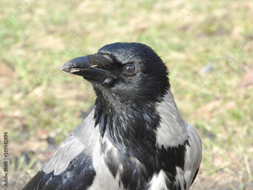 portrait of crow on the ground