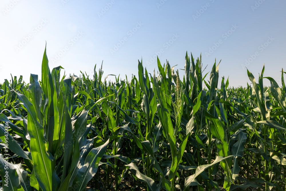 Green corn illuminated by sunlight Green corn illuminated by sunlight