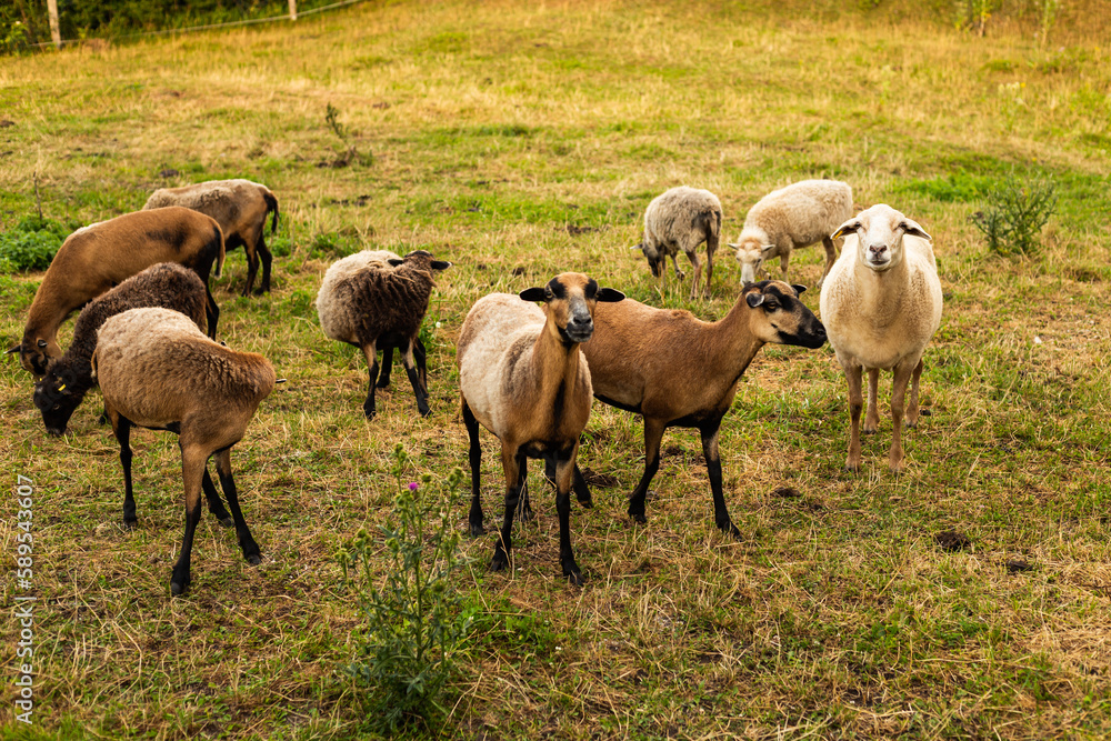 herd of sheep on pasture