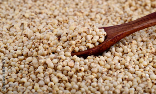 close up of Sorghum with wooden spoon.