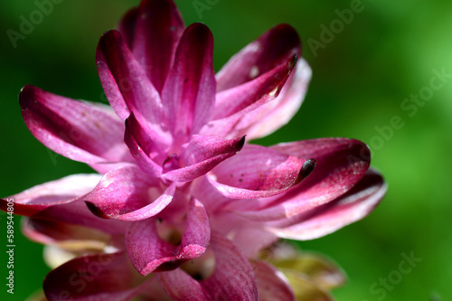 Close-up of Turmeric Flower in farm field