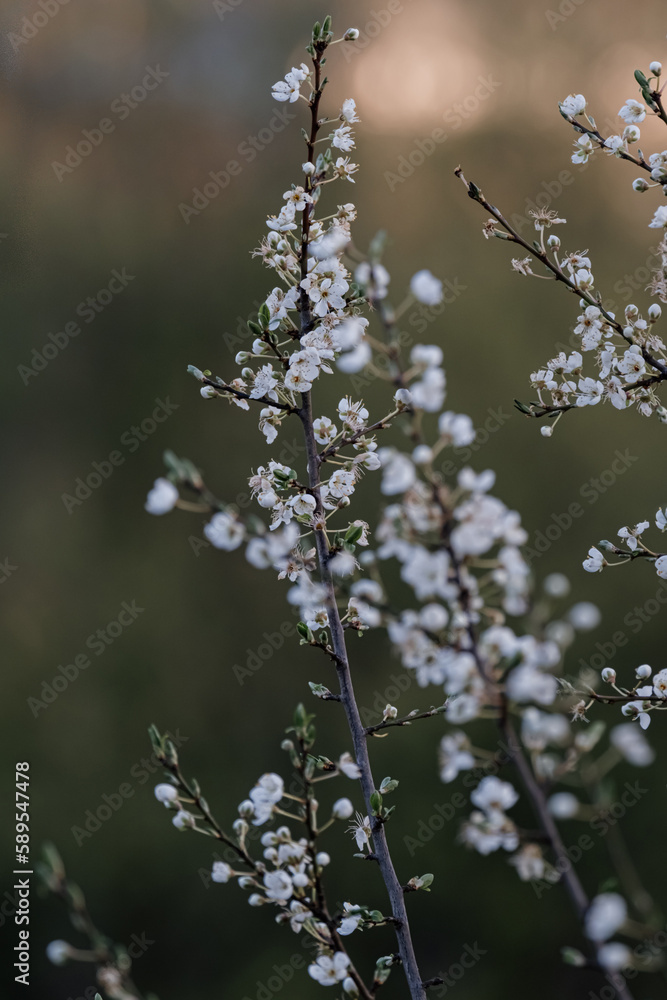 Prunus spinosa or blackthorn, sloe tree blooming in the springtime. . Prunus spinosa or blackthorn, sloe tree blooming in the springtime. .