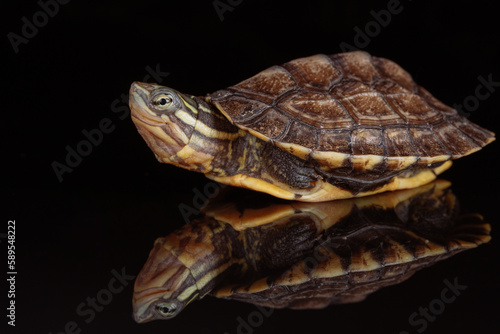 Vietnamese pond turtle