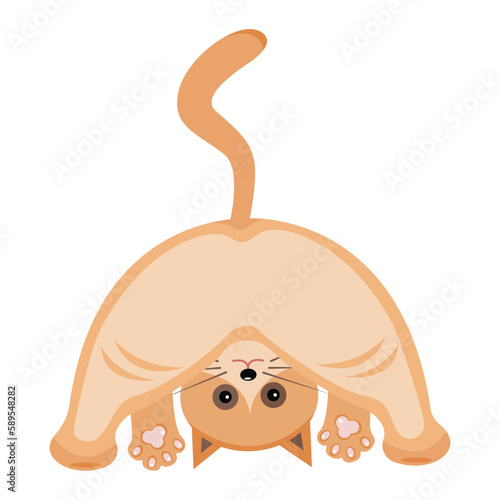 cat posing from behind