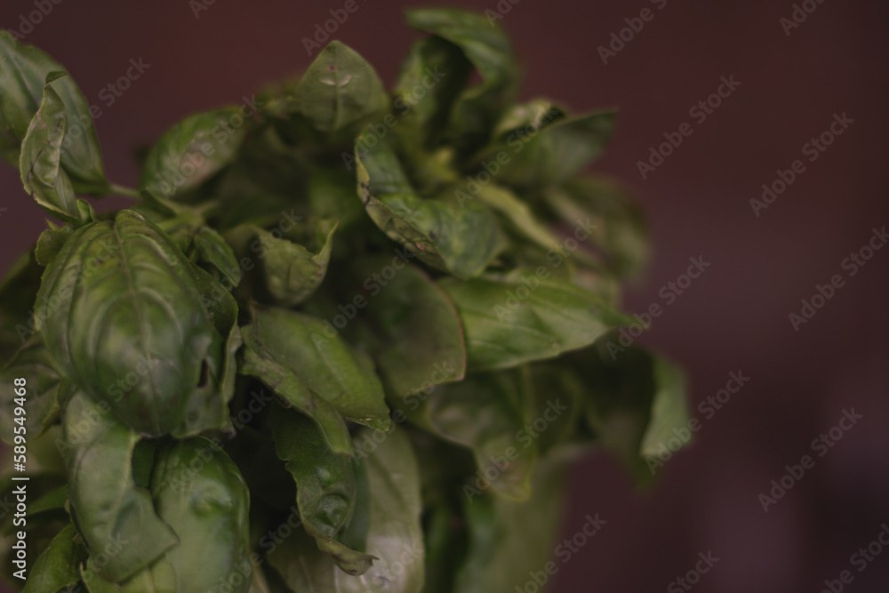 Obraz premium basil